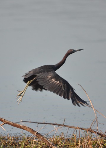 Little Blue Heron on the wing