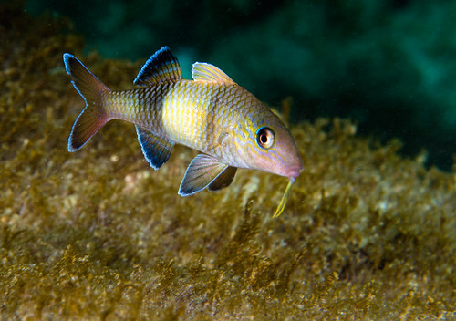 Manybar Goatfish or Moano (Parupeneus multifasciatus) juvenile