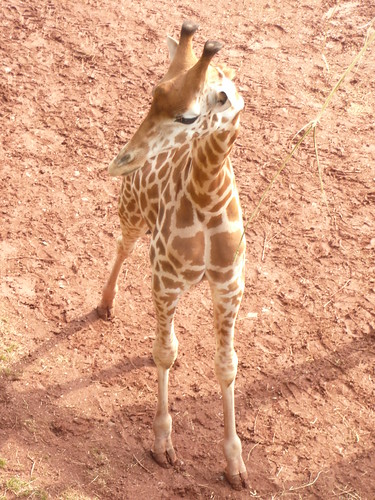 Pictures Of Giraffes In The Wild. Giraffe South Lakes Wild