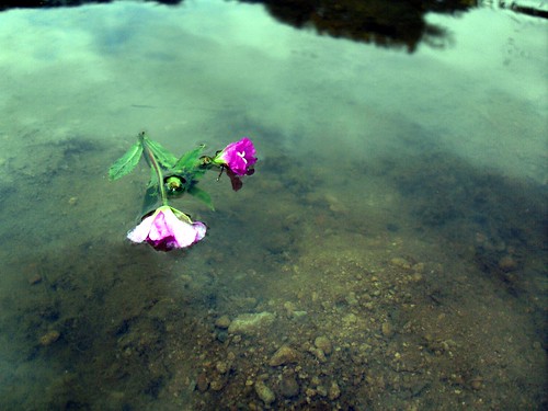 Flower on Water