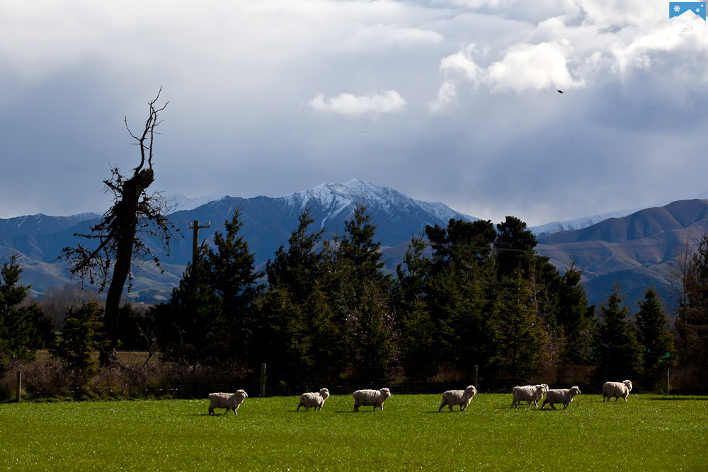 Новая Зеландия 2. Властелин овец IMG_2433
