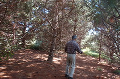 Norm in the Magical Pine Grove <a style="margin-left:10px; font-size:0.8em;" href="http://www.flickr.com/photos/91915217@N00/4997189107/" target="_blank">@flickr</a>