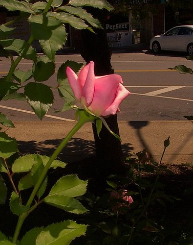 Pink Rose at Noon
