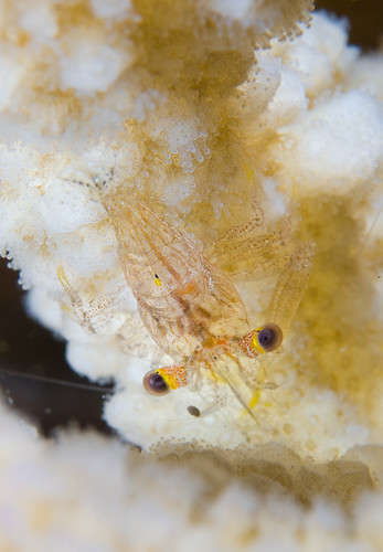 Flattened Coral Shrimp
