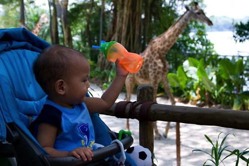 singapore zoo1
