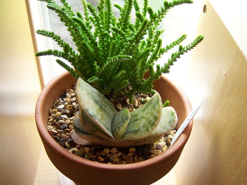 Crassula lycopodioides ssp. lycopodioides (C. muscosa) and Gasteria sp varigata by srboisvert