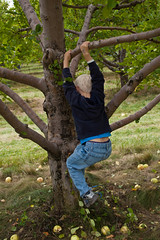 apple picking (8 of 39)