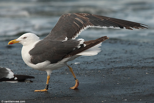 Lesser Black-backed Gull, 4cy, Bk[J0U5]