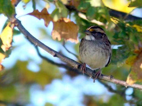 White-throated Sparrow 20101007