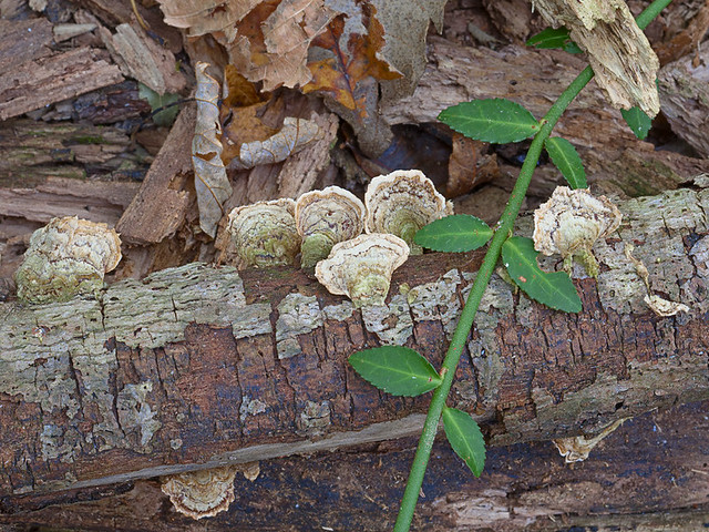 Marais Temps Clair Conservation Area, in Portage des Sioux, Missouri, USA - mushrooms on log