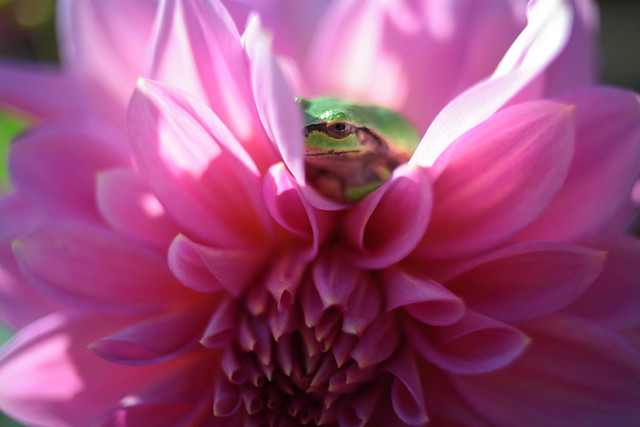 Flog on flower