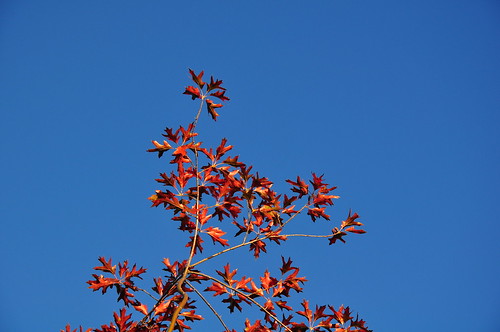 Red Leaves and Sky