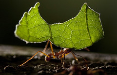 Leaf cutter ant by Alejandro Soffia Vega, on Flickr