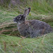 Conejo nel Parque National Tierra del Fuego