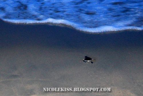 nicole baby turtle running back to sea