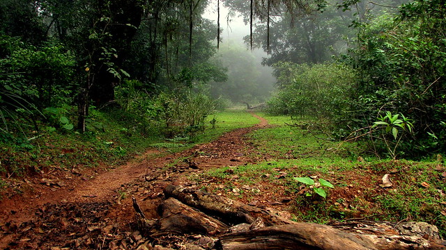 The jungle path