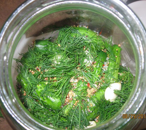 fermented sour pickles 006