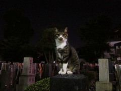 midnight cat in the cemetery