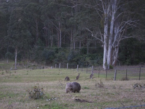 Wombats and Kangas at Bunders