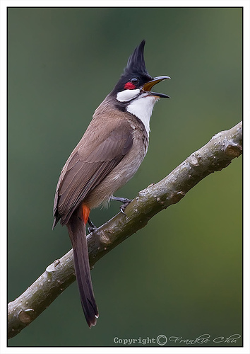 Những loài chim đẹp và lạ bậc nhất Việt Nam - ThienNhien.Net | Con người và  Thiên nhiên