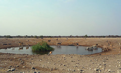 Churob Waterhole, Etosha