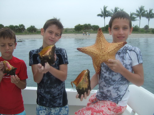 starfish and conchs