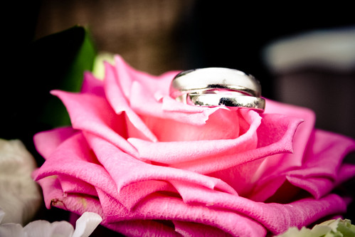 Wedding Rings on a deep pink rose