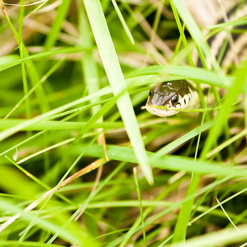 Snake In The Grass