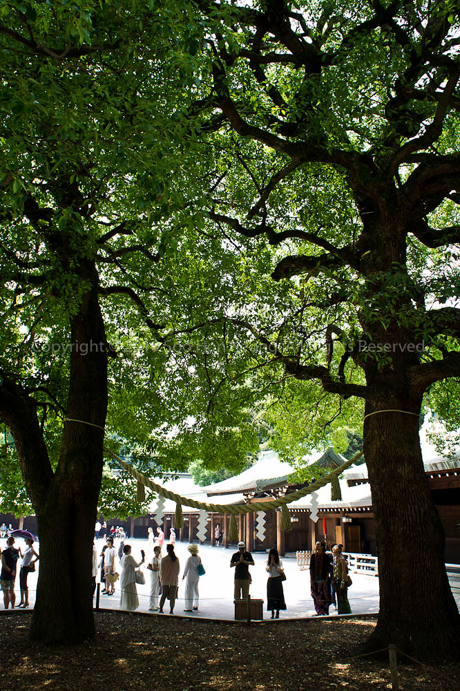 Wish @ Meiji Jingu Shrine (明治神宮), Tokyo, Japan