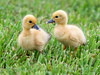 Muscovy Ducklings 20100921
