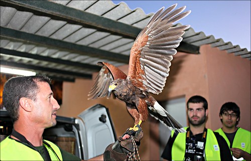 Falco Peregrini