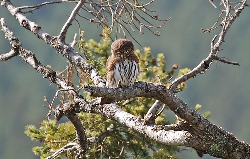 Northern Pygmy-Owl (Glaucidium gnoma)