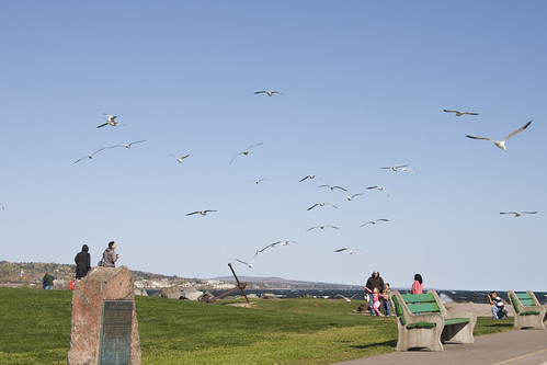 north shore seagulls