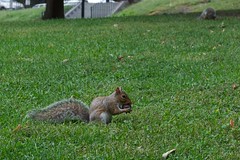 Squirrel with Chestnut