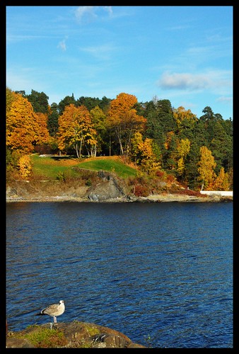 Fall on the Fjord