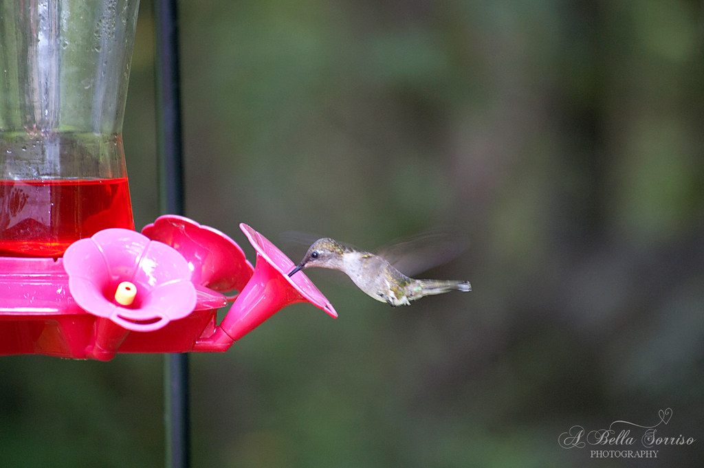 hummingbirds 02