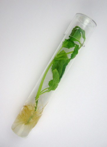 Kratom  Salvia divinorum   in a tube picture photo bild