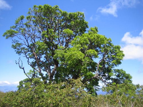 Jaboncillo - soap tree
