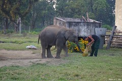 Elephant Breeding Centre (Chitwan)