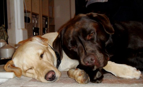 Coco and Millie - chocolate and yellow Labrador Retrievers
