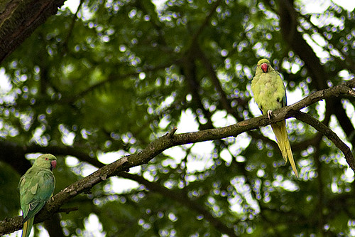 Wiesbaden parrots