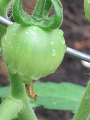 tomato after the rain