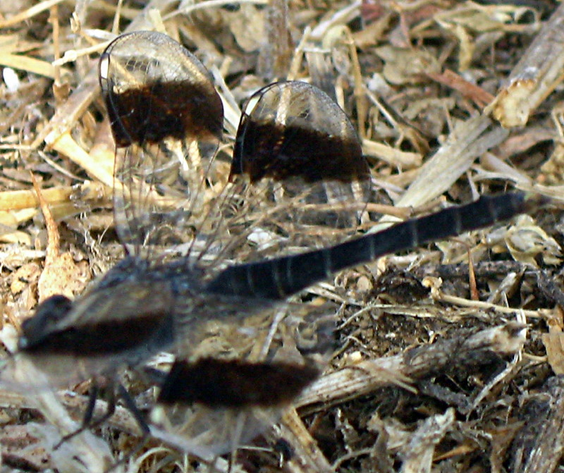 20-07-2010-dragonfly