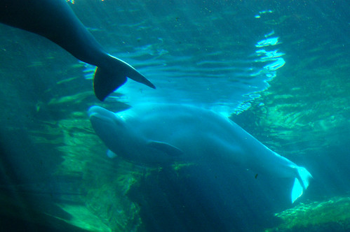 Vancouver Aquarium - Beluga Whales (13)