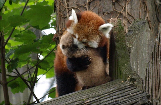 Chester Zoo - Red Panda Baby