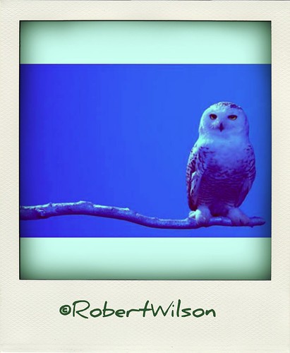 A sunday morning owl