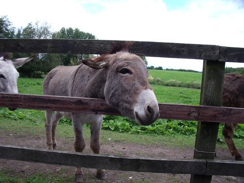 Donkey Trim Ireland