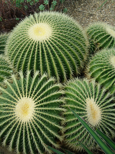 Cactus in Kew Gardens