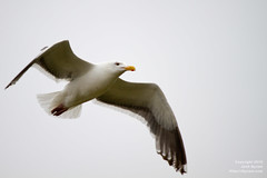 20100731-Seagull rising