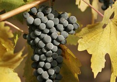 Los varietales de uva insignia de la Patagonia